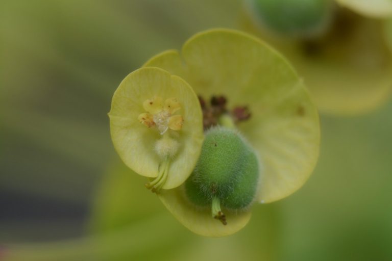 Foto: Elisabeth Eder euphorbia